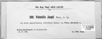 Image of Volutella jaapii